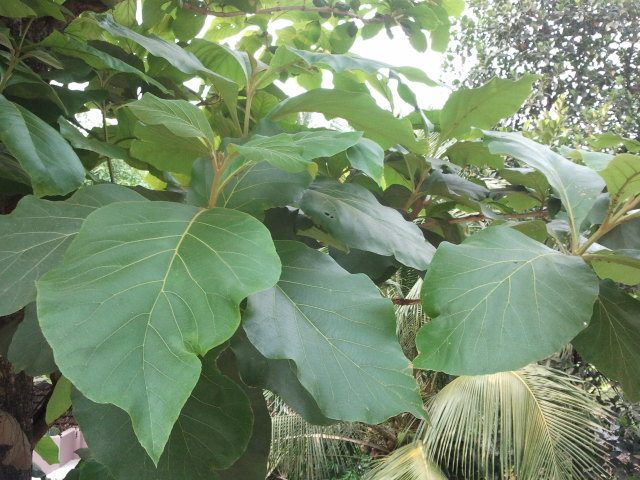 Foto Daun — Jati